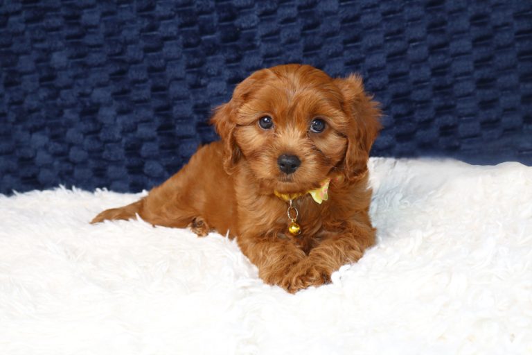Young brown puppy lying on a white fluffy blanket, looking at the camera with a yellow bow and collar bell against a dark blue background.