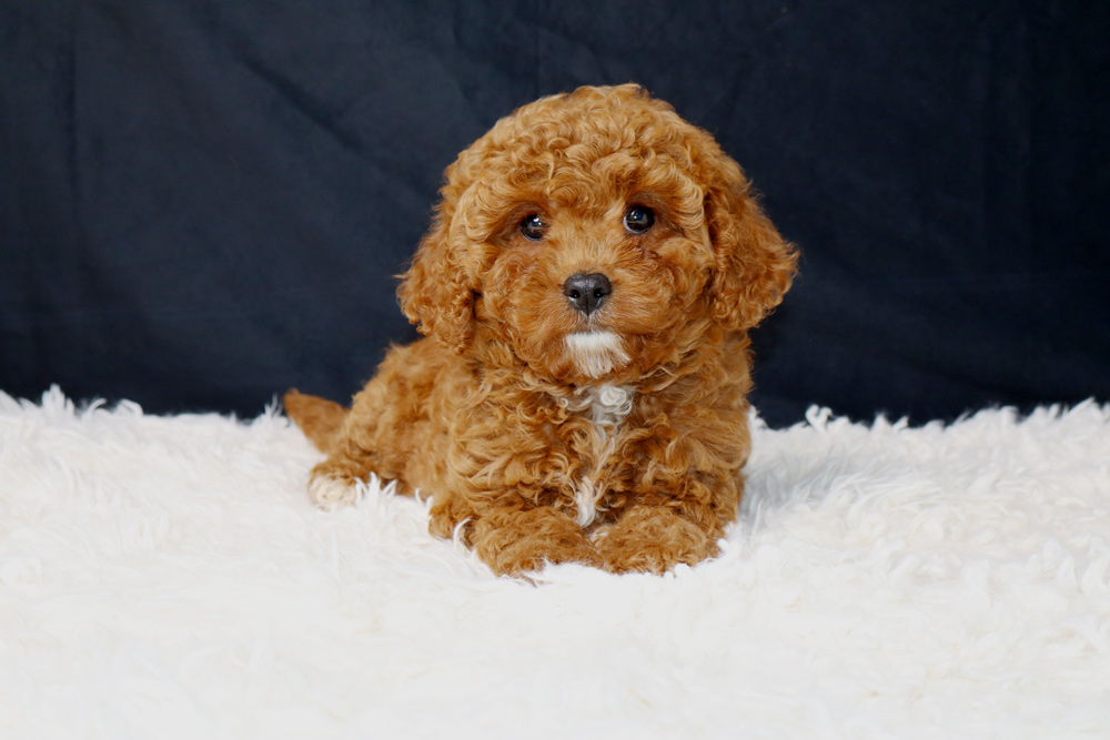 Brown curly-coated puppy lying on a white fluffy rug, with a dark backdrop behind it.