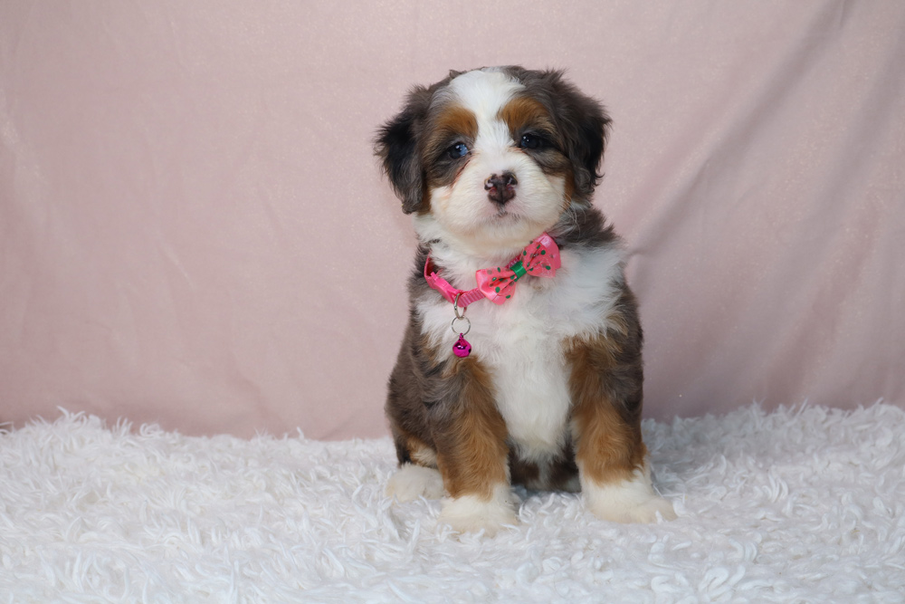 Cute puppy with brown, white, and black fur wearing a pink bow and collar, sitting on a white fluffy rug against a pink backdrop.