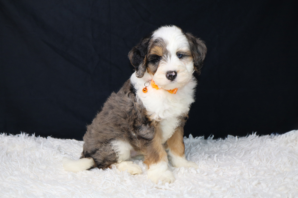Cute fluffy puppy with white, brown, and gray fur wearing an orange bow sits on a white plush rug against a dark background.