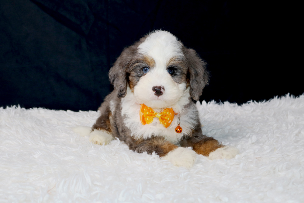 Adorable tri-color puppy with an orange bow tie lying on a white fluffy rug against a dark background.