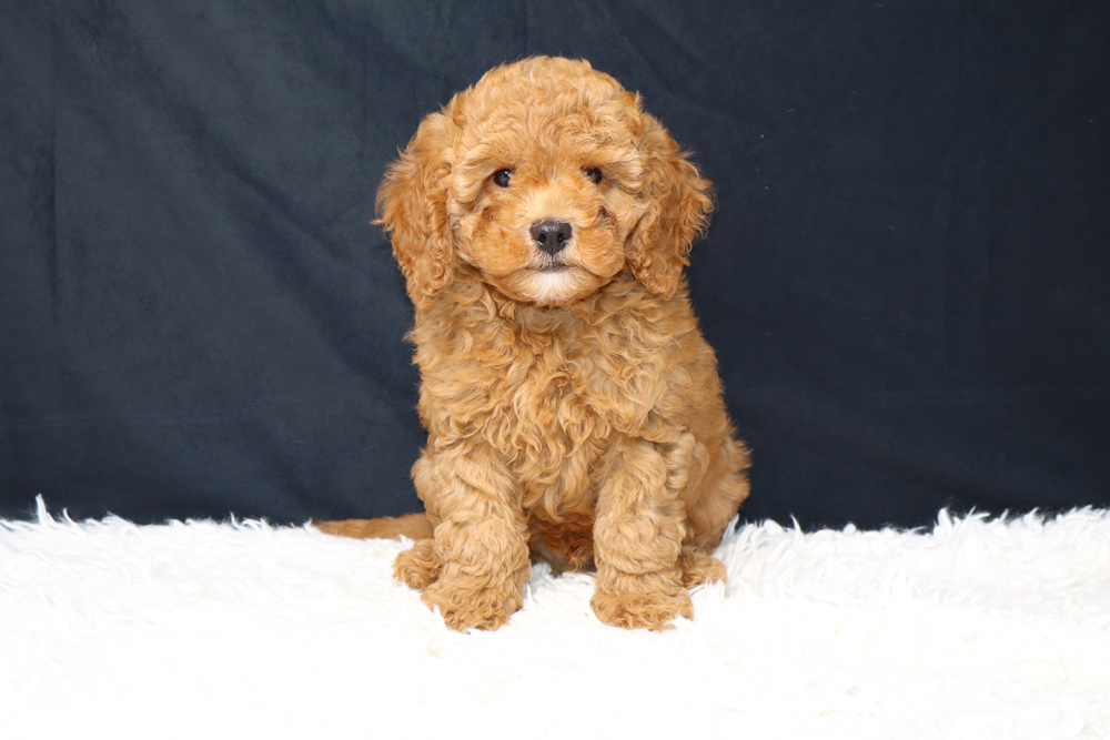Golden-brown, curly-coated puppy sitting on a white fluffy rug against a dark backdrop, facing the camera.