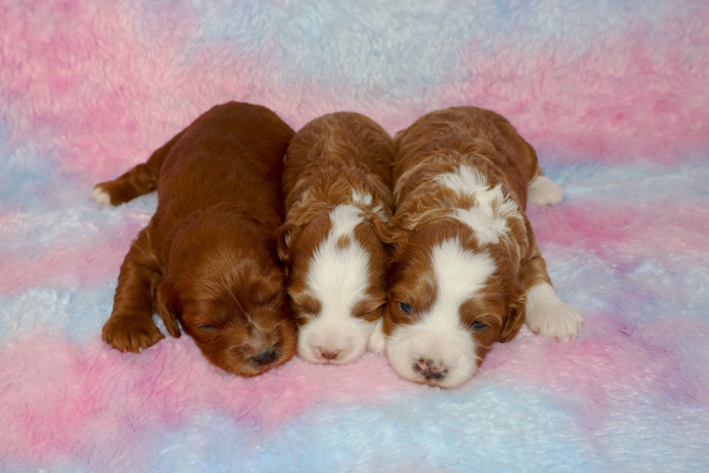 Nessa & Woodlot’s Archie F1 Cavapoo Litter