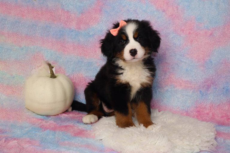 Bernedoodle puppy with a peach bow sitting on a pastel pink-blue blanket beside a white pumpkin.