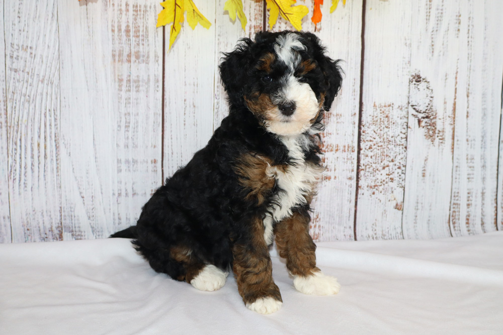Fluffy tri-color puppy (black, brown, white) sitting on a white blanket with a wooden backdrop and autumn leaves above. (informative)