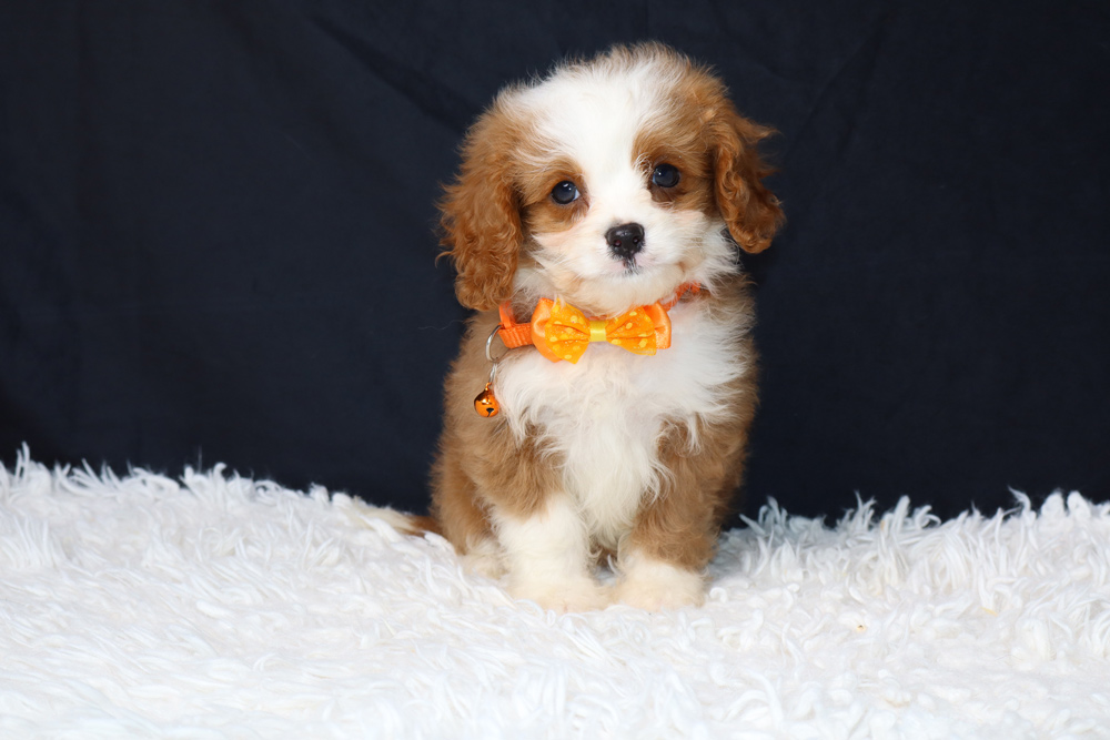 Peanut