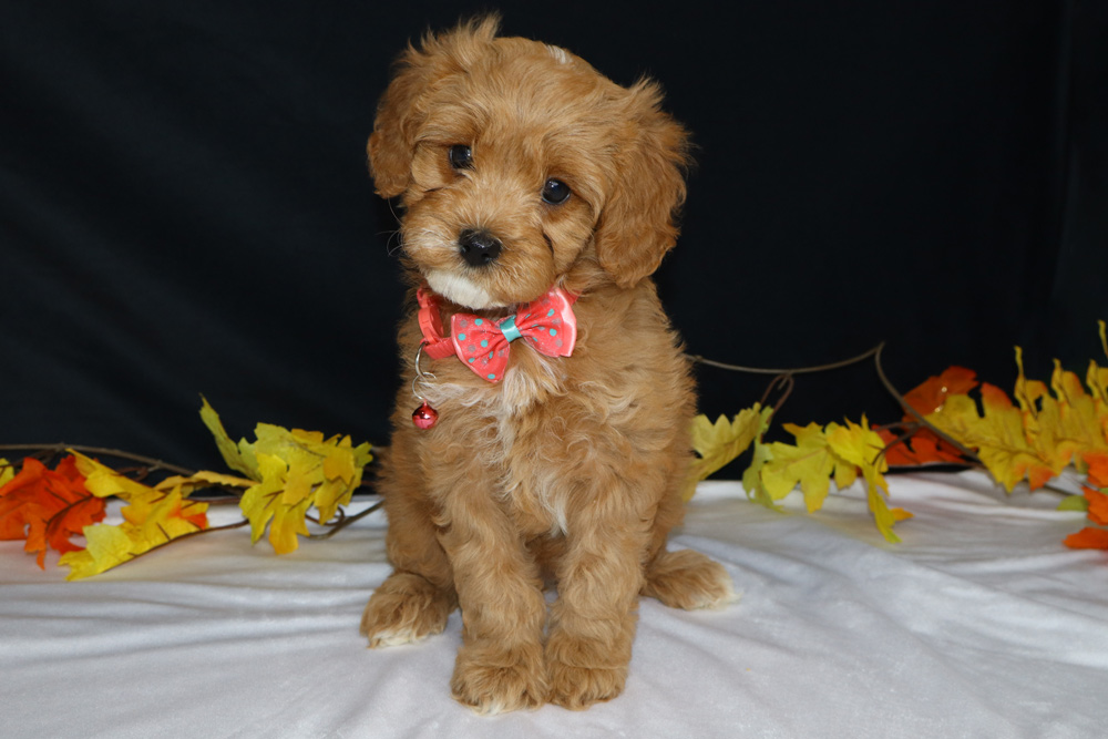 Fluffy brown puppy wearing a pink bow tie sits on a white surface with autumn leaves in the background.
