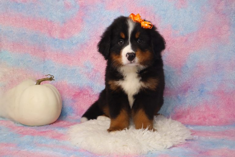 Adorable Bernese puppy with orange bow sitting on a fluffy rug beside a white pumpkin against a pastel pink and blue backdrop.