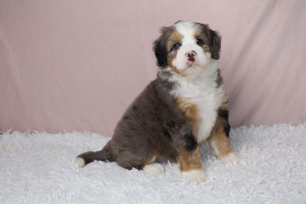 Fluffy puppy with white, brown, and black fur sits on a white shag rug, looking at the camera against a pink backdrop.