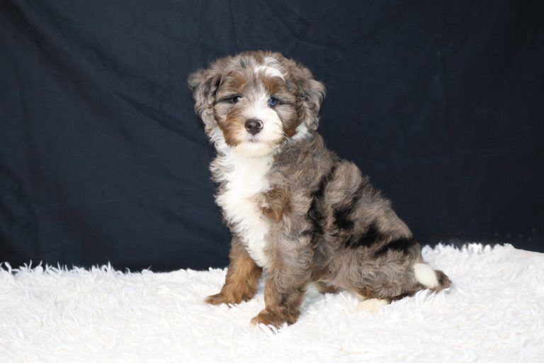 A fluffy tricolor puppy sitting on a white fluffy rug with a dark backdrop behind it.