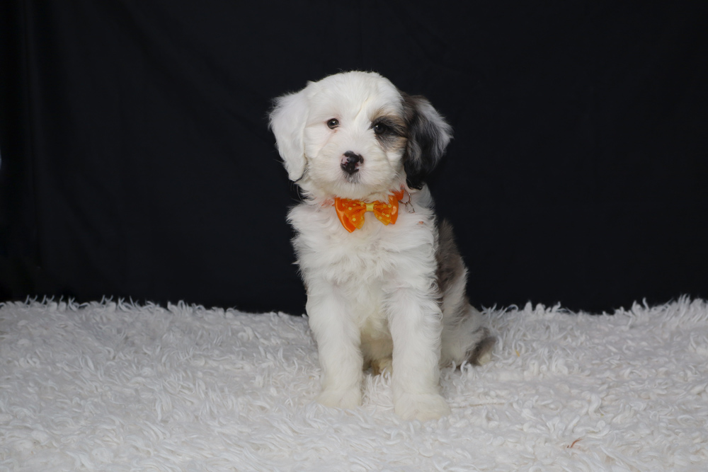 White fluffy-coated puppy with an orange bow tie sitting on a white rug against a dark backdrop.