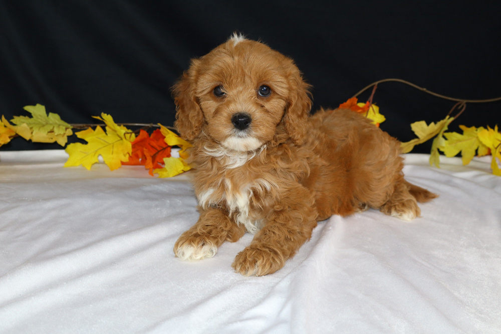 Adorable golden-brown puppy lying on a white blanket with autumn leaves in the background.