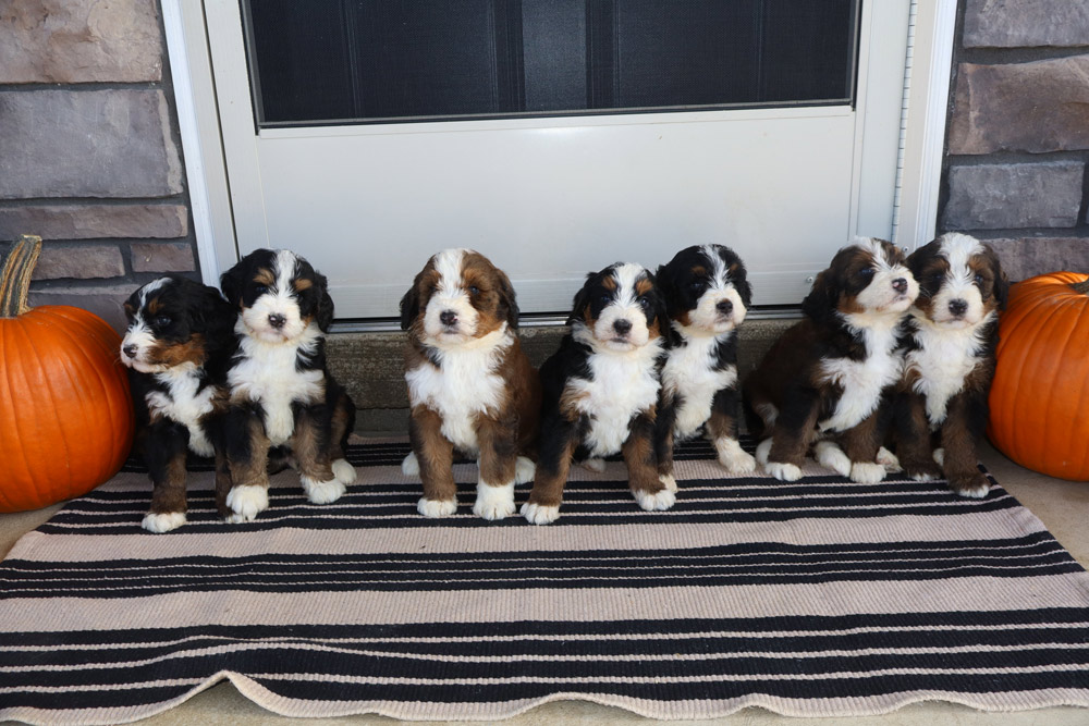 Six fluffy Bernedoodle puppies sitting side by side on a striped rug outside a door, with pumpkins on either side.