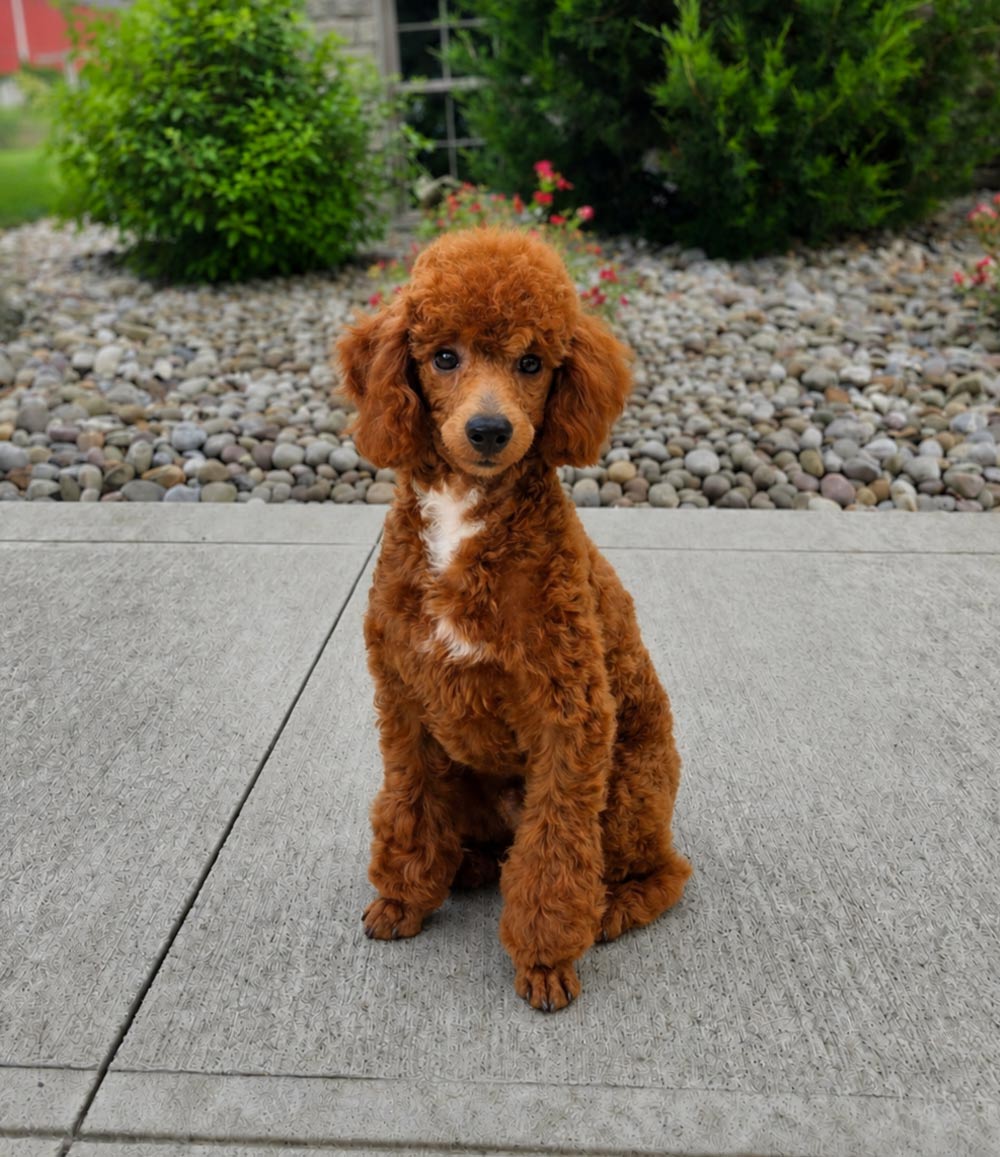 Brown curly-haired poodle puppy sitting on a concrete patio with a gravel border and green plants in the background, facing the camera.