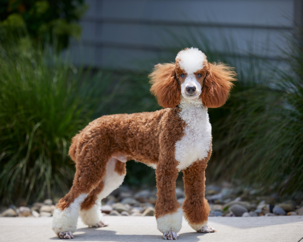 Full-body poodle with brown and white fur standing on a light driveway, greenery in the background.