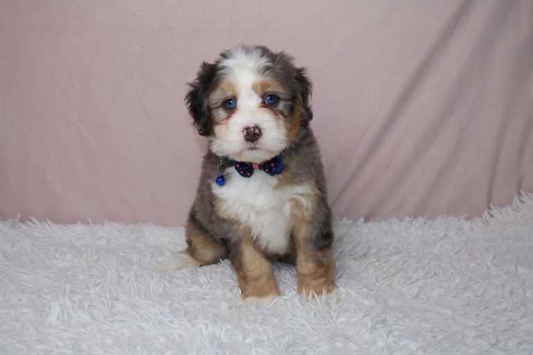 Adorable puppy with a blue and pink bow tie sits on a white fluffy rug against a pale pink backdrop.