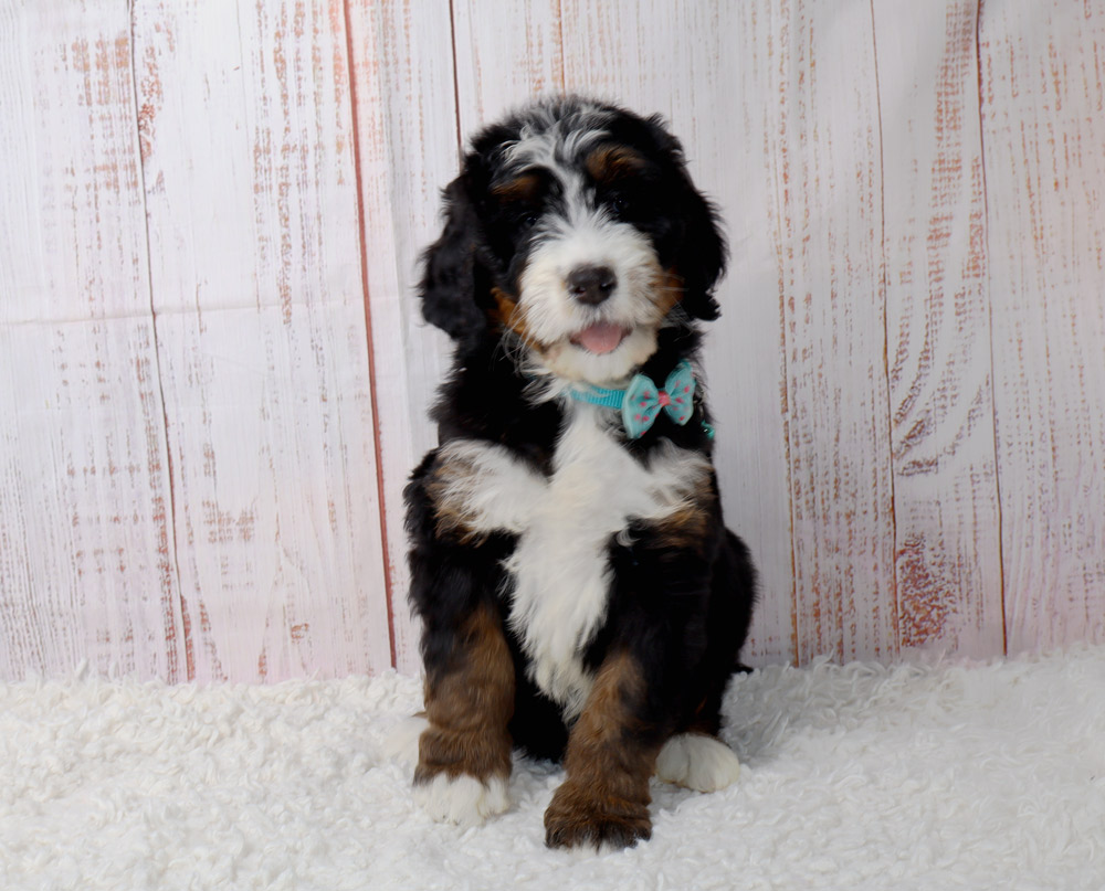 Cute tricolor puppy with a teal bow tie sits on a white rug against a light wood backdrop.