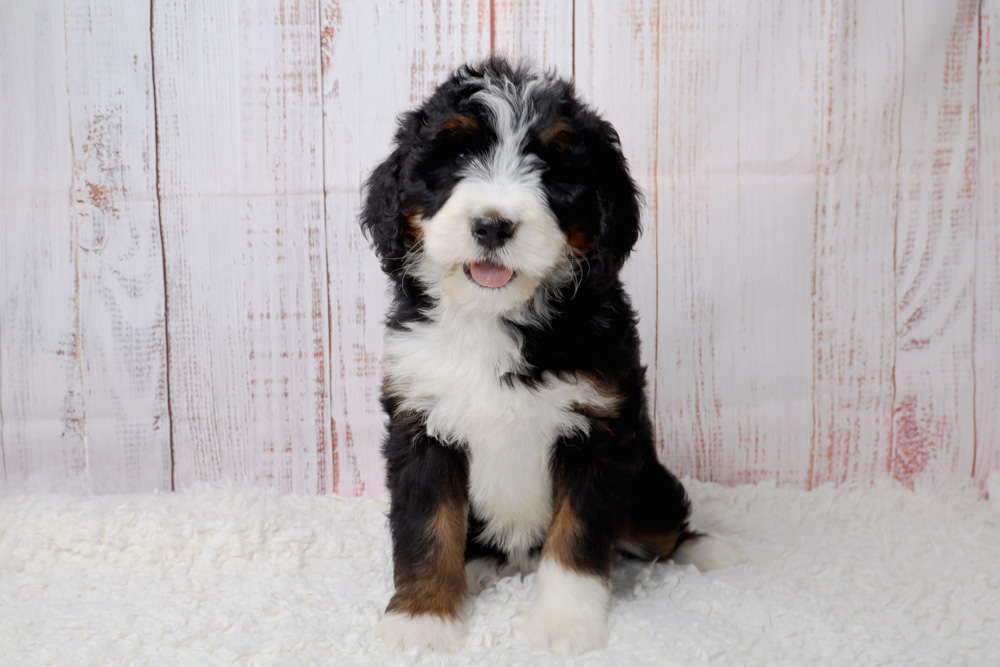 Cute black, white, and tan puppy sitting on a fluffy white rug in front of a light wood backdrop.