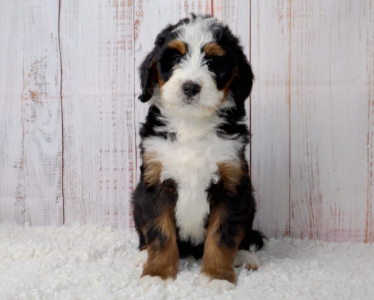 Cute Bernese Mountain Dog puppy sitting on a fluffy white rug with a light wood backdrop