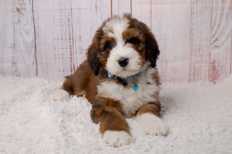Cute brown and white puppy lying on a white fluffy rug with a blue collar.