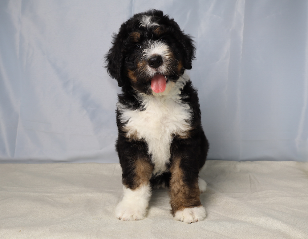 Young fluffy Bernedoodle puppy sitting on a light backdrop, tongue out and looking at the camera