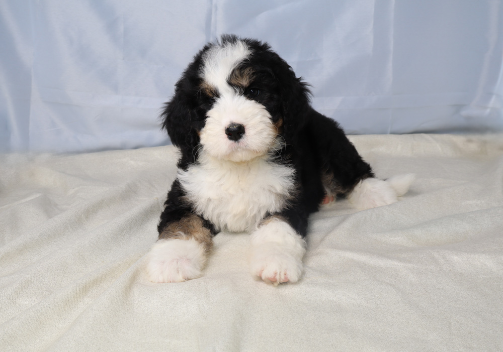 Adorable fluffy puppy with black, white, and tan fur lying on a light-colored blanket, facing the camera.