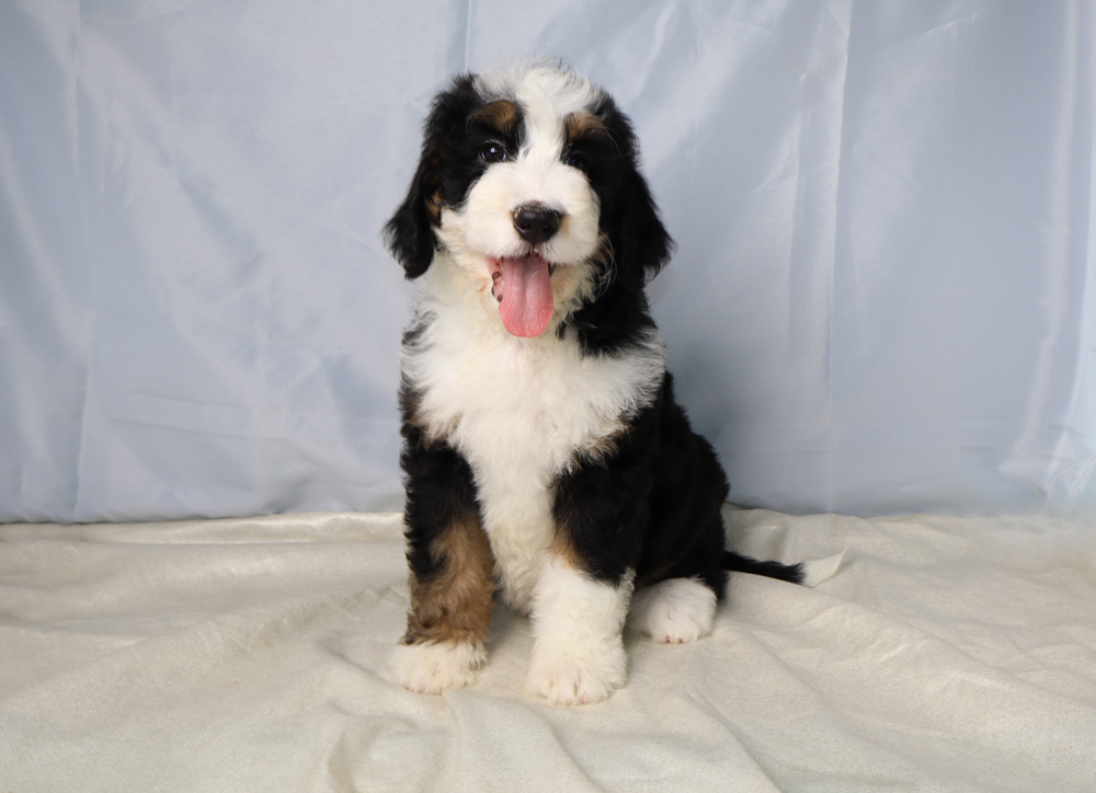 Tri-color Bernedoodle puppy sitting on a light backdrop, tongue out and looking at the camera.