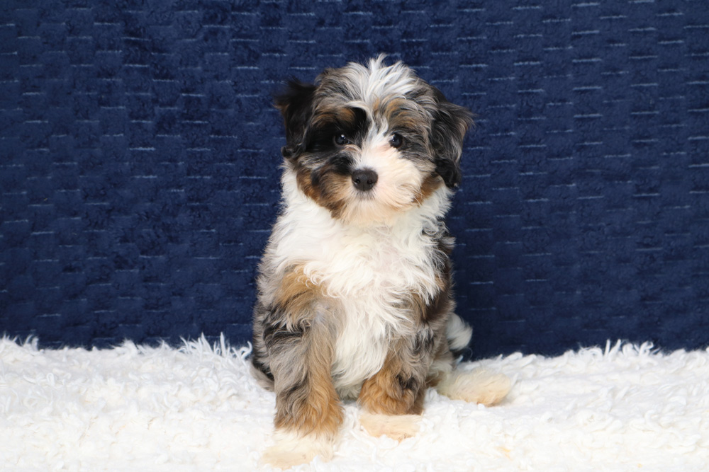 Young fluffy tri-color puppy sitting on a white fuzzy rug against a navy blue background.