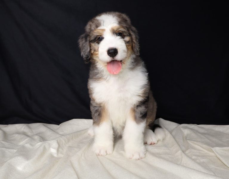 Fluffy tri-color puppy (white, black, and tan) sitting on a light blanket, tongue out.
