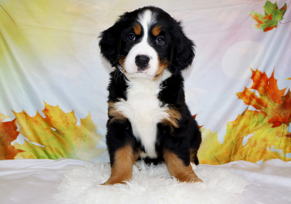 Young Bernese Mountain Dog puppy sitting on a white fluffy rug with an autumn leaf backdrop
