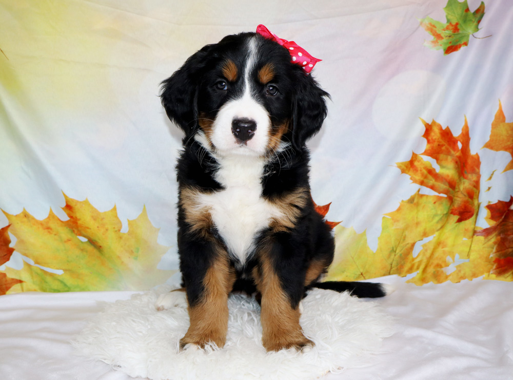 Bernedoodle puppy with a pink bow, sitting on a white fluffy rug against a fall leaf backdrop.