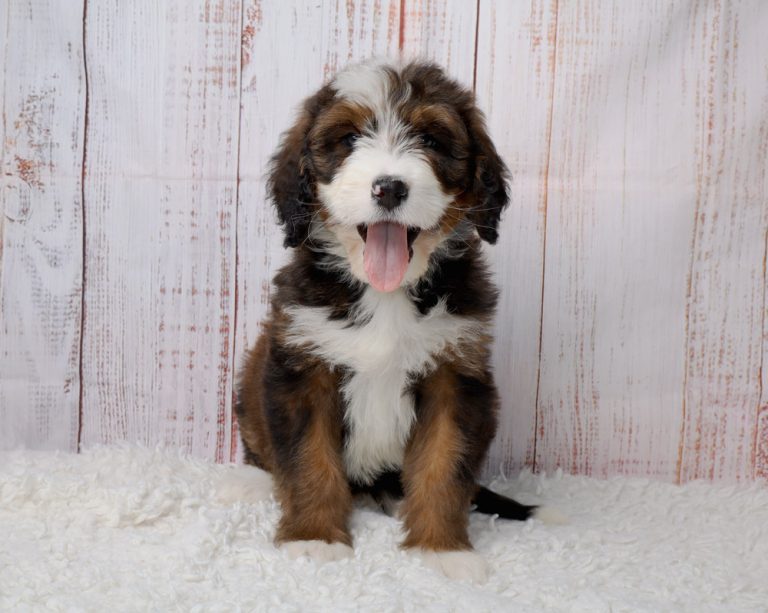 Happy bernedoodle puppy sitting on a white fluffy rug with a light wooden backdrop, tongue out.
