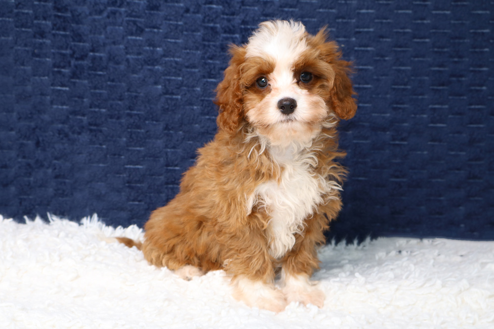 Puppies For Sale In Merritt Island, FL