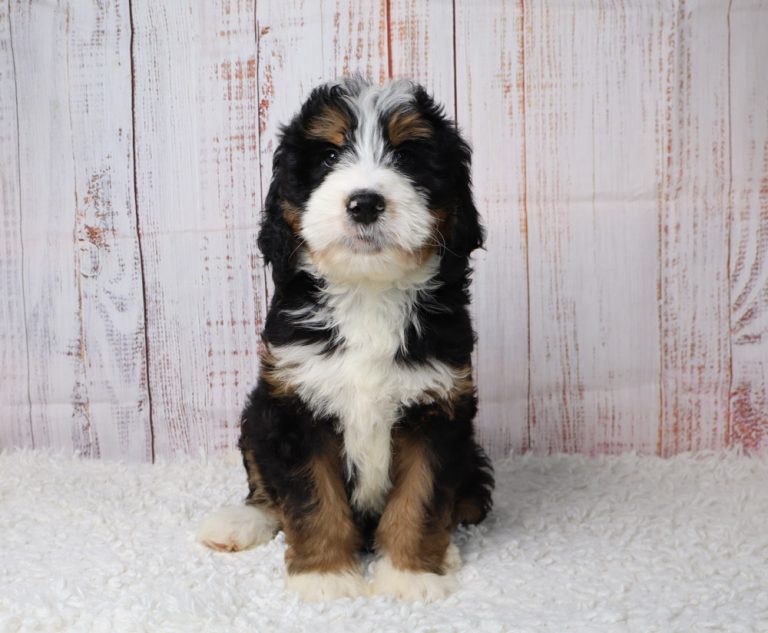 Tri-color Bernedoodle puppy sitting on a white shag rug with a light wooden backdrop, facing the camera.