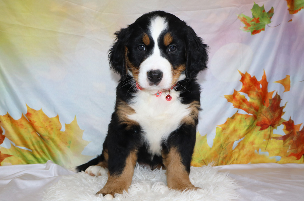Young Bernese Mountain Dog puppy sitting on a white fluffy rug with a fall leaf backdrop.