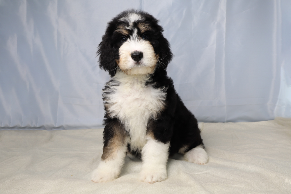 Fluffy tricolor puppy (black, white, tan) sitting on a light blanket and looking at the camera.