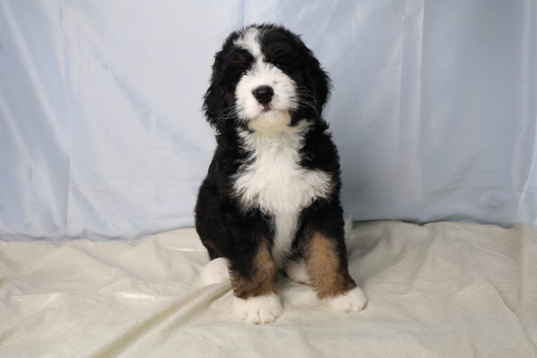 Cute Bernedoodle puppy sitting on a light blanket with a pale backdrop, looking at the camera.