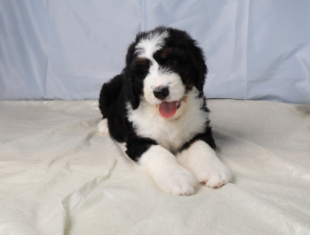 Cute Bernedoodle puppy lying on a light blanket, tongue out and looking at the camera.